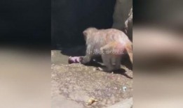 爆料小猴子的视频大全集,视频大全集欢乐回顾